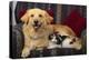 Dog and Cat Sitting in a Chair-DLILLC-Premier Image Canvas