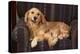 Dog and Cat Sitting in a Chair-DLILLC-Premier Image Canvas