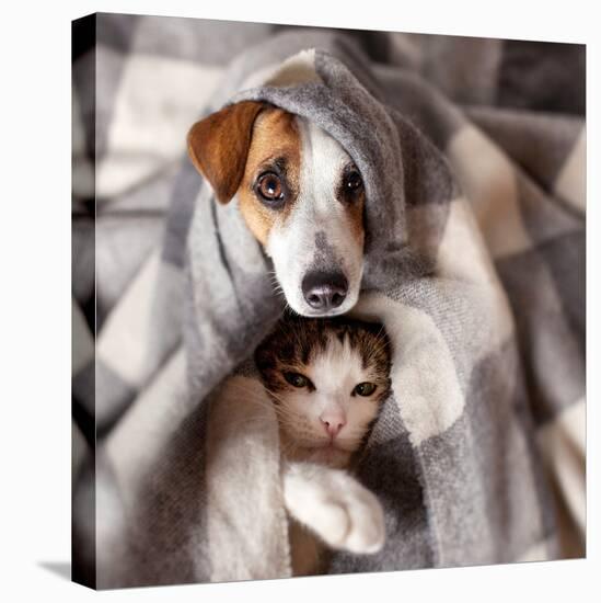 Dog and Cat under a Plaid. Pet Warms under a Blanket in Cold Autumn Weather-null-Stretched Canvas