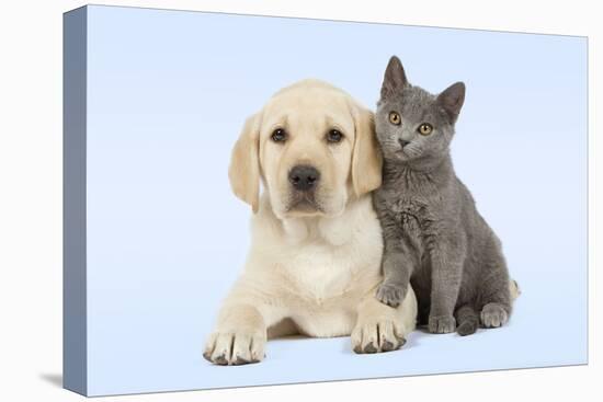 Dog and Cat Yellow Labrador Puppy with Chartreux Kitten-null-Premier Image Canvas