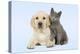 Dog and Cat Yellow Labrador Puppy with Chartreux Kitten-null-Premier Image Canvas