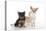 Dog and Cat Yorkshire Terrier Puppy Sitting And-null-Premier Image Canvas