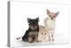 Dog and Cat Yorkshire Terrier Puppy Sitting And-null-Premier Image Canvas