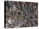 Dog and Ducks, Scene from Month of March-Francesco del Cossa-Premier Image Canvas