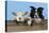 Dog and Lamb, Border Collie and Cross Breed Lamb-null-Premier Image Canvas