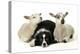 Dog and Lamb, Border Collie Sitting Between Two Cross-null-Premier Image Canvas