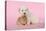 Dog and Rabbit Coton De Tulear Puppy (8 Wks Old)-null-Premier Image Canvas
