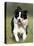 Dog, Border Collie, Lemgo, Germany-Thorsten Milse-Premier Image Canvas