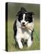 Dog, Border Collie, Lemgo, Germany-Thorsten Milse-Premier Image Canvas