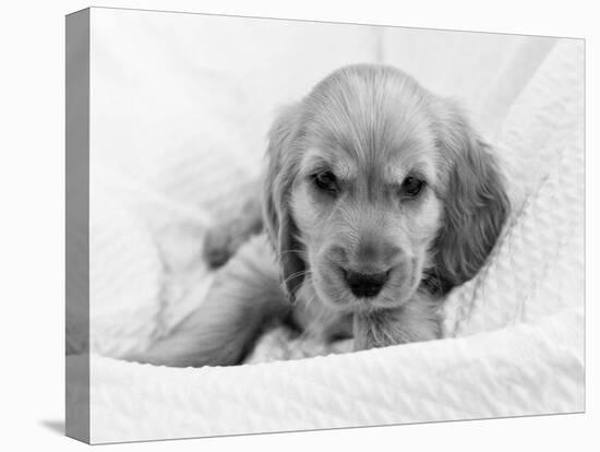 Dog Breeds - Cocker Spaniel - Puppies - English Cocker-Philippe Hugonnard-Premier Image Canvas