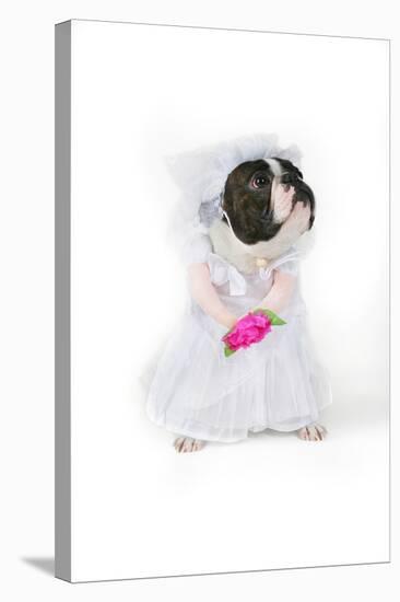 Dog Bride-graphicphoto-Premier Image Canvas