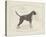 Dog Club - Boxer-Clara Wells-Stretched Canvas