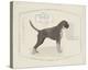 Dog Club - Boxer-Clara Wells-Stretched Canvas