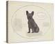 Dog Club - French Bulldog-Clara Wells-Stretched Canvas