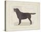 Dog Club - Labrador-Clara Wells-Stretched Canvas