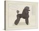 Dog Club - Poodle-Clara Wells-Stretched Canvas