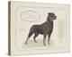 Dog Club - Rottweiler-Clara Wells-Stretched Canvas