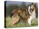 Dog, Collie, Germany-Thorsten Milse-Premier Image Canvas