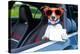 Dog Drivers License-Javier Brosch-Premier Image Canvas