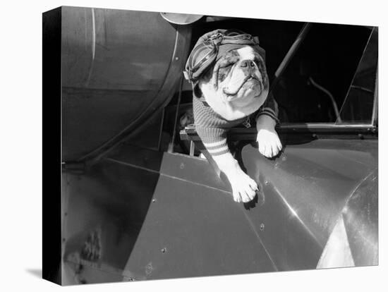 Dog Flying in Aircraft-Bettmann-Premier Image Canvas