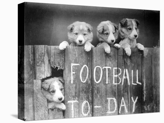 Dog Football Fans-null-Premier Image Canvas