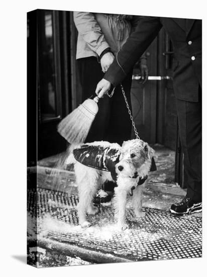 Dog Gets Snow Brushed from His Coat by Hotel Doorman-Alfred Eisenstaedt-Premier Image Canvas