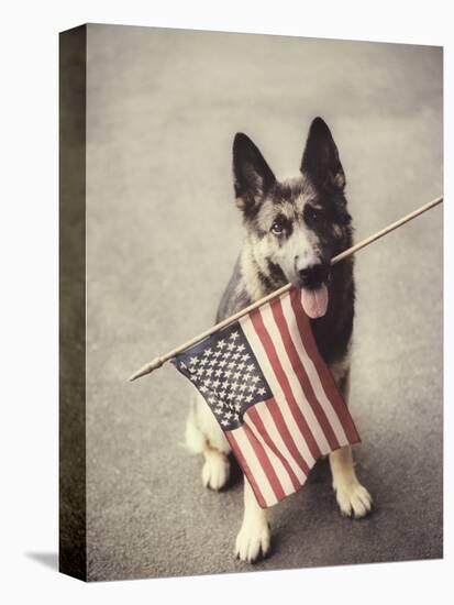 Dog Holding American Flag in Mouth-Robert Llewellyn-Premier Image Canvas