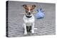 Dog Homeless-Javier Brosch-Premier Image Canvas