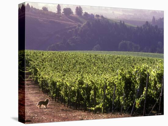 Dog in Knutsen Vineyard, Willamette Valley, Oregon, USA-Janis Miglavs-Premier Image Canvas