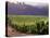 Dog in Knutsen Vineyard, Willamette Valley, Oregon, USA-Janis Miglavs-Premier Image Canvas