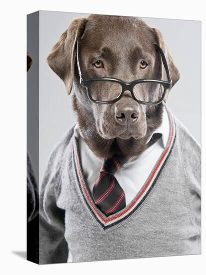 Dog in Sweater and Glasses-Justin Paget-Premier Image Canvas