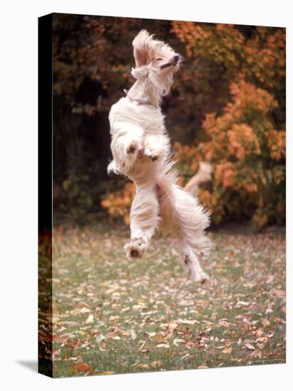 Dog Jumping in Air-John Dominis-Premier Image Canvas