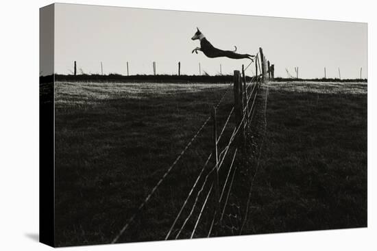 Dog Leaping Fence in Farmland-Fay Godwin-Premier Image Canvas