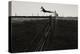 Dog Leaping Fence in Farmland-Fay Godwin-Premier Image Canvas