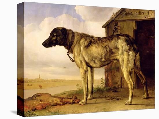 Dog on a Chain, 1653-4-Paulus Potter-Premier Image Canvas