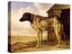 Dog on a Chain, 1653-4-Paulus Potter-Premier Image Canvas