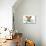 Dog on Scale-Javier Brosch-Premier Image Canvas displayed on a wall