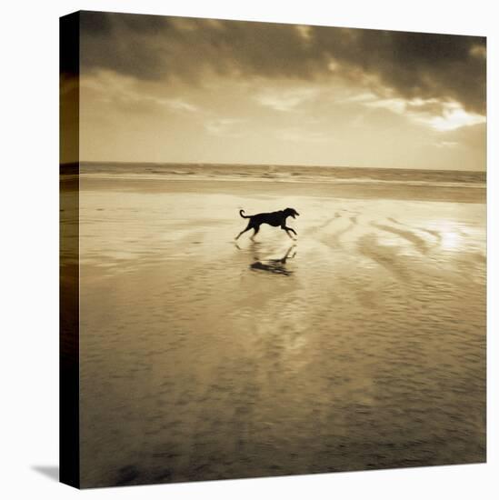 Dog on the Beach, West Wittering-Jo Crowther-Stretched Canvas