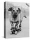 Dog Riding Skateboard-Bettmann-Premier Image Canvas