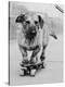 Dog Riding Skateboard-Bettmann-Premier Image Canvas