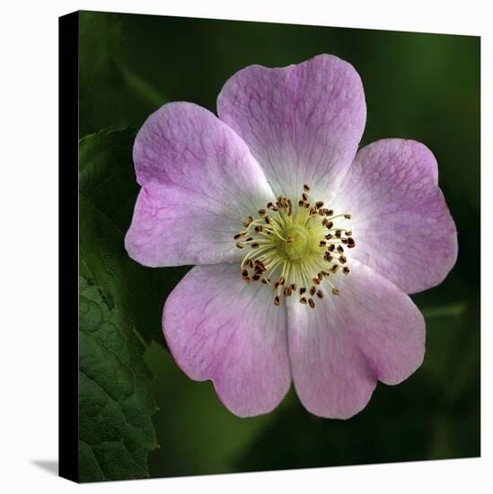 Dog Rose (Rosa Canina)-Linda Wright-Premier Image Canvas