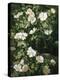 Dog Roses in Flower-Niels Peter Rasmussen-Premier Image Canvas