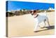 Dog Running at Beach-Javier Brosch-Premier Image Canvas