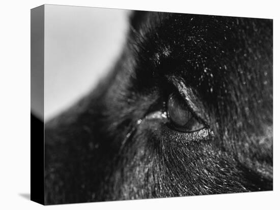 Dog's Eye-Henry Horenstein-Premier Image Canvas