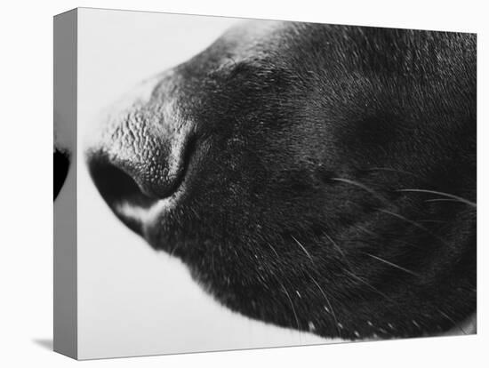 Dog's Nose-Henry Horenstein-Premier Image Canvas