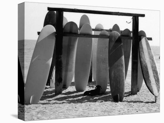 Dog Seeking Shade under Rack of Surfboards at San Onofre State Beach-Allan Grant-Premier Image Canvas