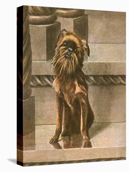 Dog Sitting in Cityscape-Louis Agassiz Fuertes-Stretched Canvas