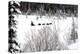 Dog Sled Races are a Popular Winter Passion for Many Mushers in Northern Climates-Richard Wright-Premier Image Canvas