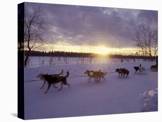 Dog Sled Racing in the Iditarod Sled Race, Alaska, USA-Paul Souders-Premier Image Canvas