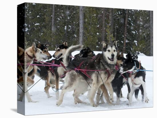 Dog Sledding Team During Snowfall, Continental Divide, Near Dubois, Wyoming, United States of Ameri-Kimberly Walker-Premier Image Canvas